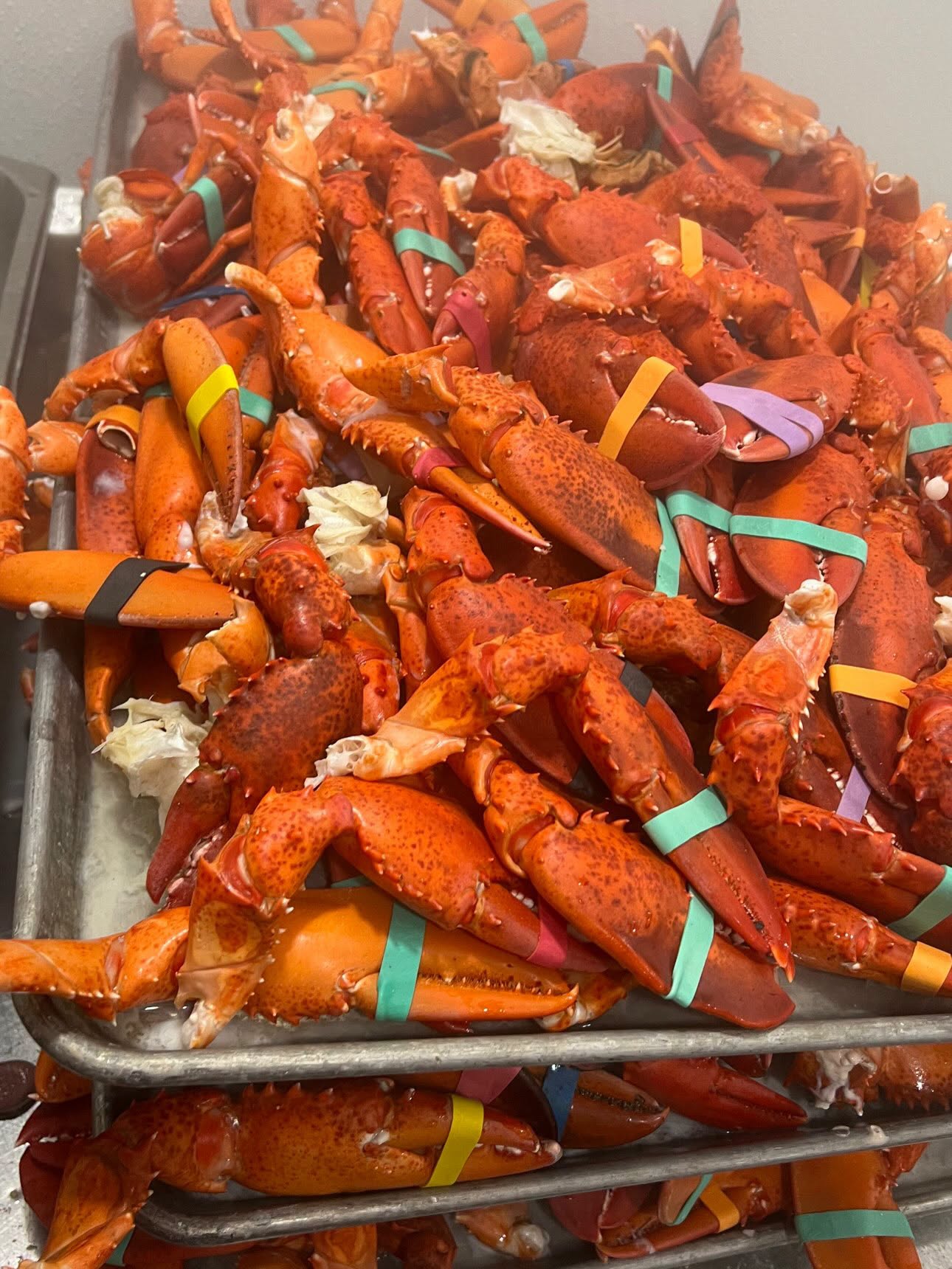 Maine lobsters